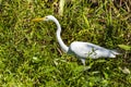 White Egret in Jean Lafitte National Historical Park and Preserve Royalty Free Stock Photo