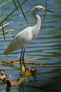 White Egret by the Lake Royalty Free Stock Photo