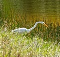 White egret long grass Lakeside Florida