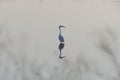 White Egret looking off to the side over its reflection Royalty Free Stock Photo