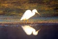 White egret losing small fish from beak while hunting in Salt River near Mesa Arizona USA Royalty Free Stock Photo