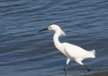 Site Fishing White Egret Royalty Free Stock Photo