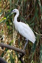 White egret Royalty Free Stock Photo