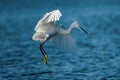 White egret in mid-flight over a serene blue water background Royalty Free Stock Photo