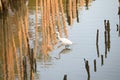 White egret