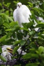 White Egret on the nest with chicks