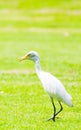 White egret in the park Royalty Free Stock Photo