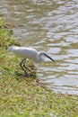 White egret or Pelicans bird Starting Royalty Free Stock Photo