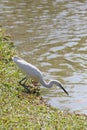 White egret or Pelicans bird Starting Royalty Free Stock Photo