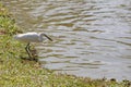 White egret or Pelicans bird Starting Royalty Free Stock Photo