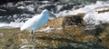 White Egret on Pelikan rocks at Lands End in Cabo San Lucas Baja Mexico B C S