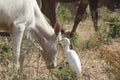 White egret perched on green grass near a cow grazing on a field Royalty Free Stock Photo