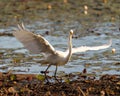 White Egret Photo and Image. Flying and displaying spread wings and beautiful white feather plumage in its environment and wetland Royalty Free Stock Photo