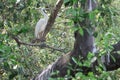 white egret picture In a tropical forest in Thailand Royalty Free Stock Photo