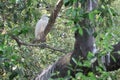 white egret picture In a tropical forest in Thailand Royalty Free Stock Photo