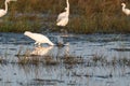 White Egret plunging into the water after food