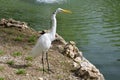 white egret at the pond hunting for fish. Fauna of the Dominican Republic Royalty Free Stock Photo