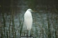 White Egret portrait Royalty Free Stock Photo