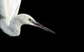 White egret portrait Royalty Free Stock Photo