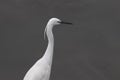 White egret portrait Royalty Free Stock Photo