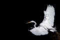 White egret portrait isolated on black background Royalty Free Stock Photo