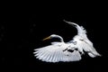 White egret portrait isolated on black background Royalty Free Stock Photo