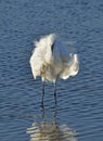 White egret portrait n. 2 Royalty Free Stock Photo