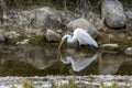 White egret portrait  reflection on water pool while hunting Royalty Free Stock Photo