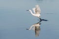 white egret taking flight with a reflection in the lake water Royalty Free Stock Photo