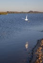 White egret reflecting in the water while flying over Santa Clara river jetty at Surfers Knoll in Ventura California USA Royalty Free Stock Photo