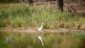 White egret and the reflection on the water surface, hunting on the shore of a waterhole Royalty Free Stock Photo