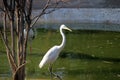 White Egret