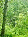 White Egret Rookery Royalty Free Stock Photo