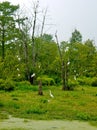 White Egret Rookery Royalty Free Stock Photo