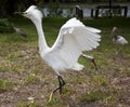 White egret with ruffled feathers protecting territory. White Crane