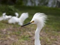 White egret with ruffled feathers protecting territory. White Crane