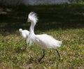 White egret with ruffled feathers protecting territory. White Crane Royalty Free Stock Photo