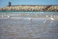 White Egret by the Sea, Sea Bird