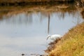 White egret searching for food in a river