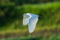 White egret soaring in flight. Royalty Free Stock Photo