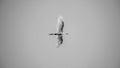 White egret soaring in the skies monochrome photograph