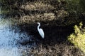 White Egret Standing At Edge Of Pond