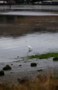 White Egret Standing In Bay With Reflection Overcast Day Royalty Free Stock Photo