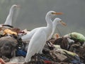 White Egret standing on garbage