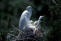 White egret standing on nest