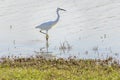 White egret standing in water, one foot exposed