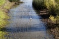 White Egret Standing In Water With Reeds Royalty Free Stock Photo