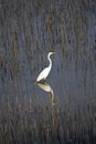 White Egret Standing In Wet Lands Reflection Royalty Free Stock Photo