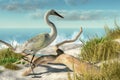 Egret and Driftwood