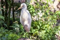 White egret stands on a stone against the backdrop of tropical thickets